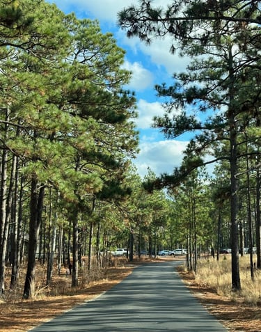 Natural forest, picture from main road.