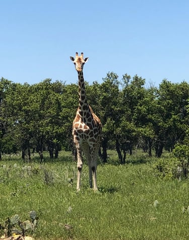Giraffe standing in field.
