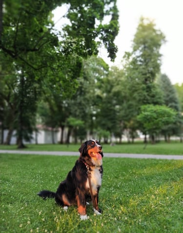 Berno zenenhundė Luna dresūroje