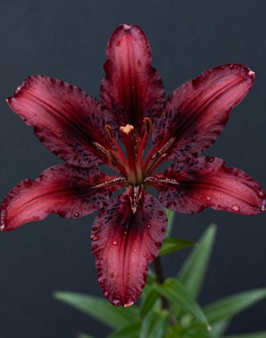 A close-up shot of a deep red mountain lily in a North American / US forest, dappled sunlight, sophisticated dark slate background, professional macro photography.