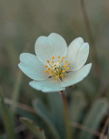 A macro photography shot of a single wildflower catching the morning light in a North American alpine meadow. The palette is composed of pale mint and sage green with hints of muted bronze. The style is modern, sharp, and serene, focusing on the intricate beauty of the flora.