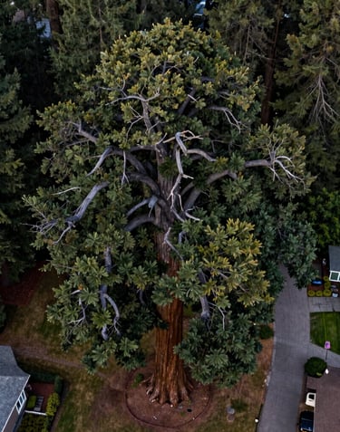 A stunning aerial view looking straight down at a massive giant sequoia tree standing in the middle of a North American Pacific Northwest residential yard, its branches spreading out in a geometric circle, deep forest green and dark slate gray colors.