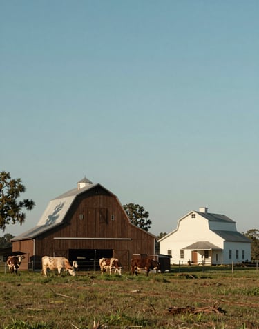 A picturesque landscape photography of a North Florida cattle farm. Features a rustic medium brown barn and a soft off-white farm house in a North American / US agricultural setting.