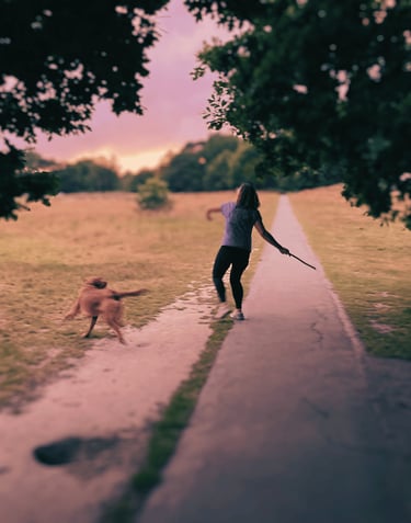 Dog_boarder_kent