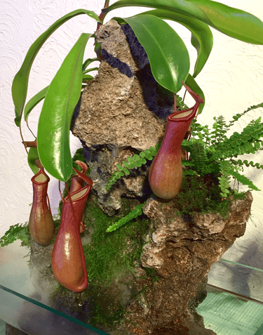 Handcrafted desktop waterfall by Phil Mikkelson, featuring moss-covered stone, ferns, and vibrant Ne