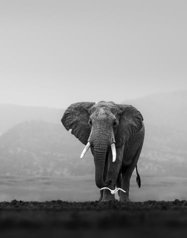 Black and white elephant walking towards the camera alone, Amboseli national park, Kenya
