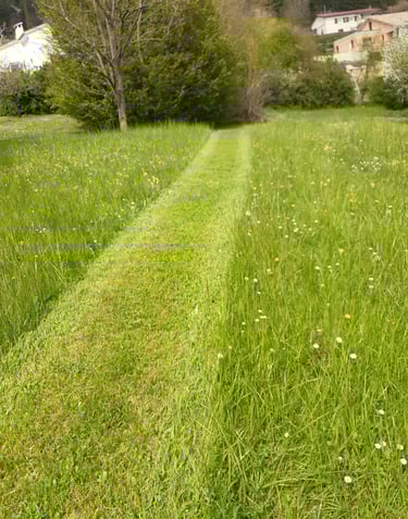 tonte entretien paysager