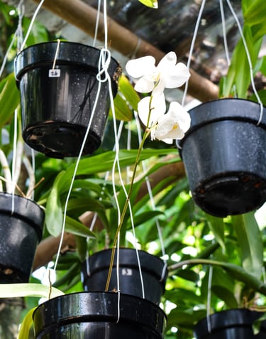 hangingorchidsinbloom