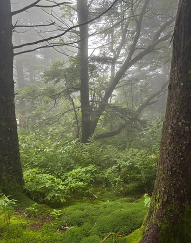A misty and mossy forest in the Appalachian Mountains