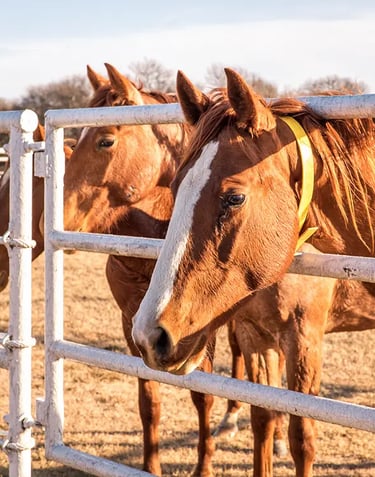 Lancaster Ranch - Pilot Point Cutting Horse
