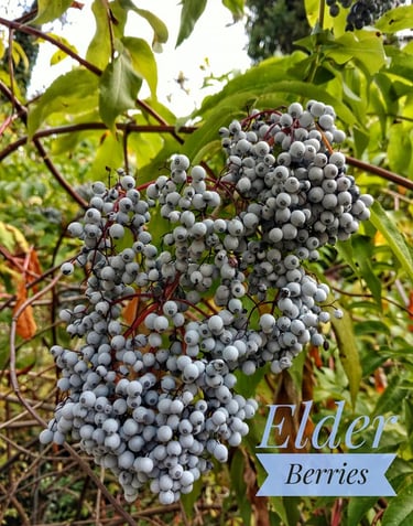 Elder berries