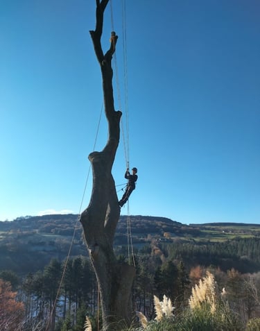 tree surgeon removing a tree