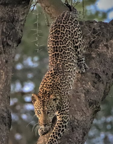 Safaris organizados sostenibles para conservar la fauna salvaje y respetar las comunidades locales