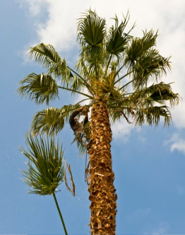 palm tree trimming and palm tree pruning in honolulu, hawaii