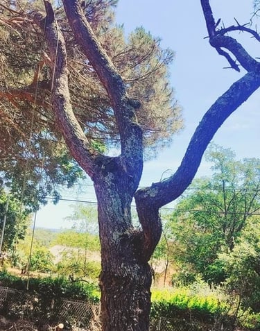 Un arbre a été élagué