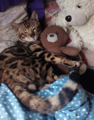 A spotted Bengal cat sleeping while cuddling with a brown teddy bear on a bed.