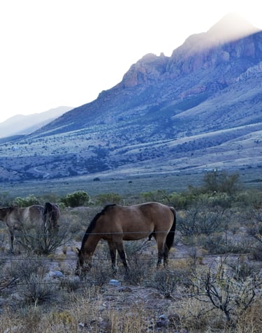 2 brown horses grazing near fence at the base of the Chiracahua Mountains in Arizona