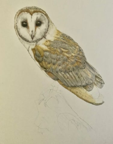 Owl