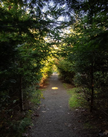 A pathway through a forest