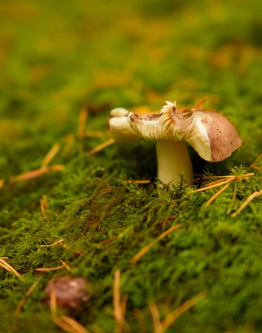 A mushroom on moss-covered ground