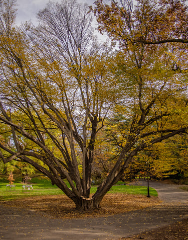 A wide, yellow tree with a bench in the background