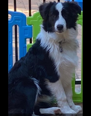 Black and White Stud Dog Border Collie