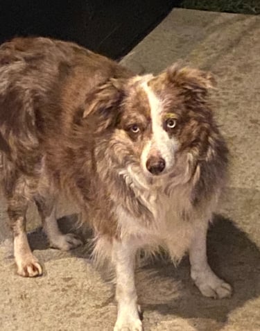 Chocolate Long Haired Merle Border Collie 