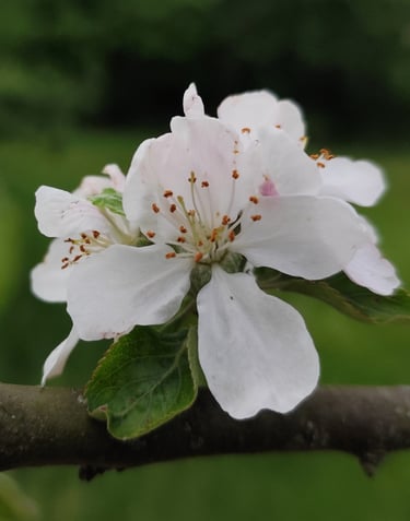 Crab apple Laura COTTING