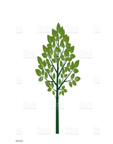 Silver Birch alliance