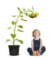 enfant assis sous un tournesol en pot