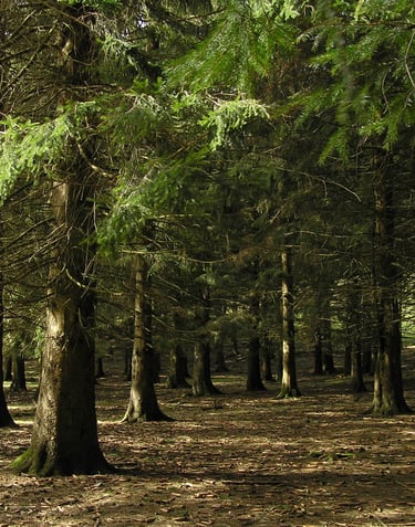 Imagen de Bosque frondoso