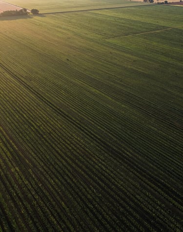 Aerial perspective of an expansive agricultural estate in Brazil, organized crop rows creating geometric patterns, soft morning light, high-end production.