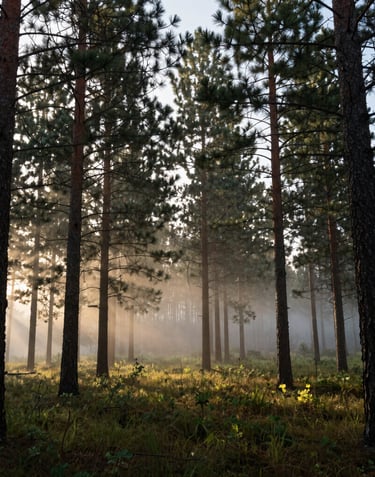 A wide landscape of a North American pine forest at dawn, soft morning mist between the dark green trunks, sunlight filtering through the needles in cinematic rays.