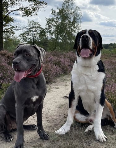 Hunde von Denise Balazs - Ernährungsberatung für Hunde in Soltau