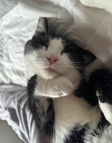 A picture of a cat looked after by Happy Tails MK pet sitting service in Milton Keynes