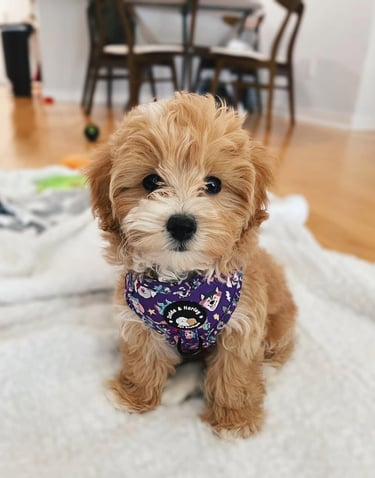 Maltipoo puppies for sale