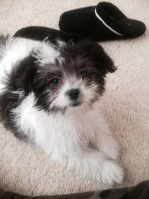 maltipoo-black-and-white