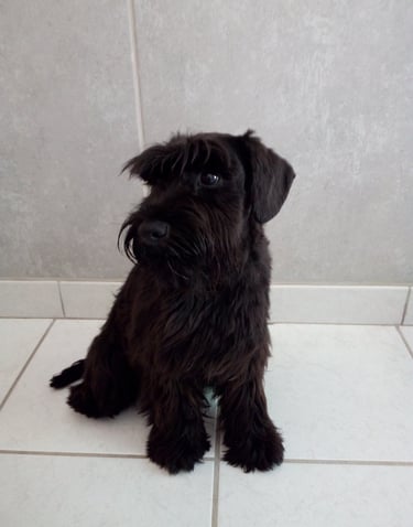 schnauzer nain