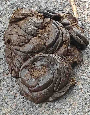 Indian village cow dung collected fresh for organic farming and soil enrichment