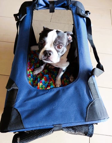 Lots of space in the crate for Yoki to turn around and stand up.