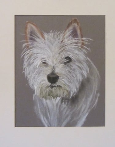 Commissioned portrait of Westie dog, taken from owner's photograph, drawn in soft pastel