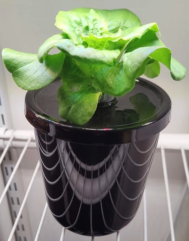 Day 30 of Buttercrunch Letture Growth