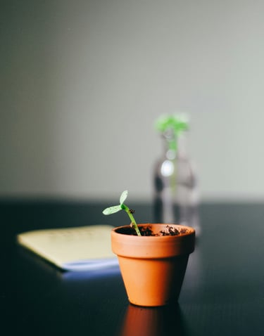 a small plant in a potted potted on a table