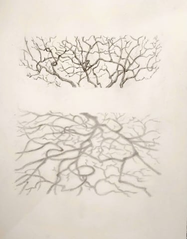 Graphite drawing in 2 parts: an upper rectangle of tree branches, a lower rectangle of their shadows