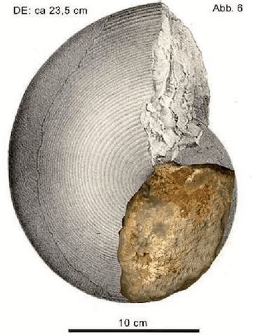 Reconstruction of the shell size of Sturia brandti n. sp.