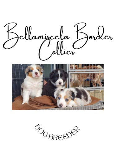 Border Collie Puppies