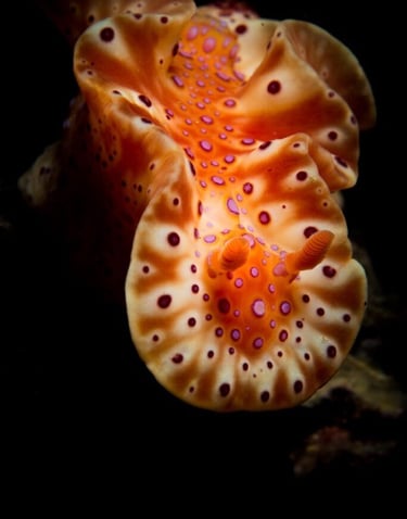 Nudibranch