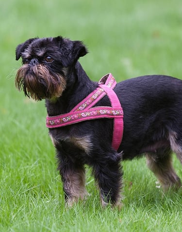 belgischer Griffon mit rosa Geschirr auf der Wiese