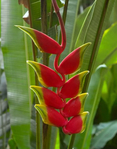 a red flower named Lobster Claws