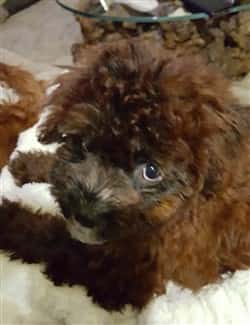 brown-maltipoo